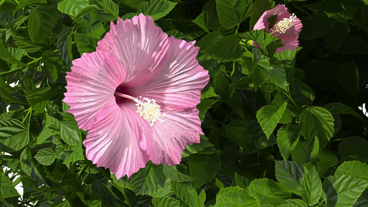 Blooming Hibiscus Bush Pink 3D