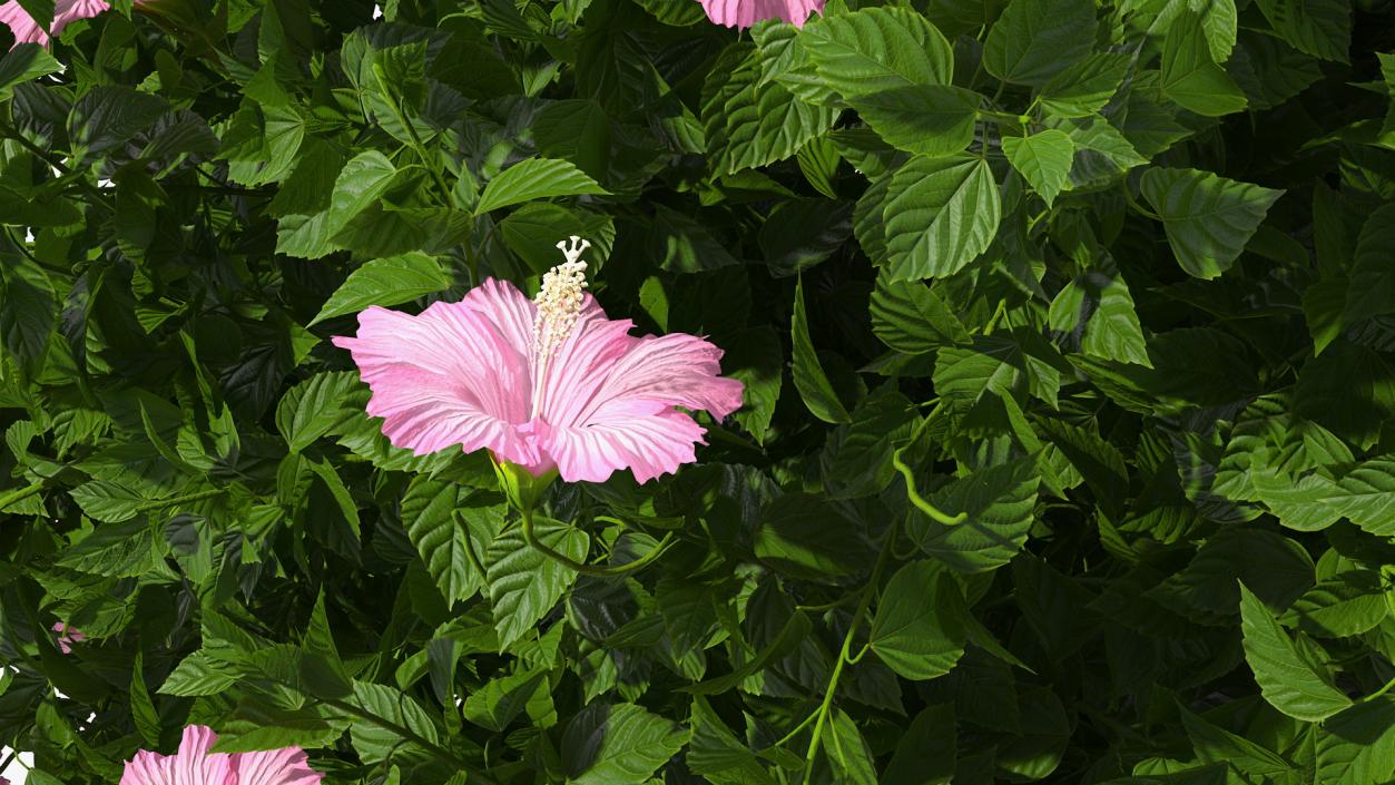 Blooming Hibiscus Bush Pink 3D