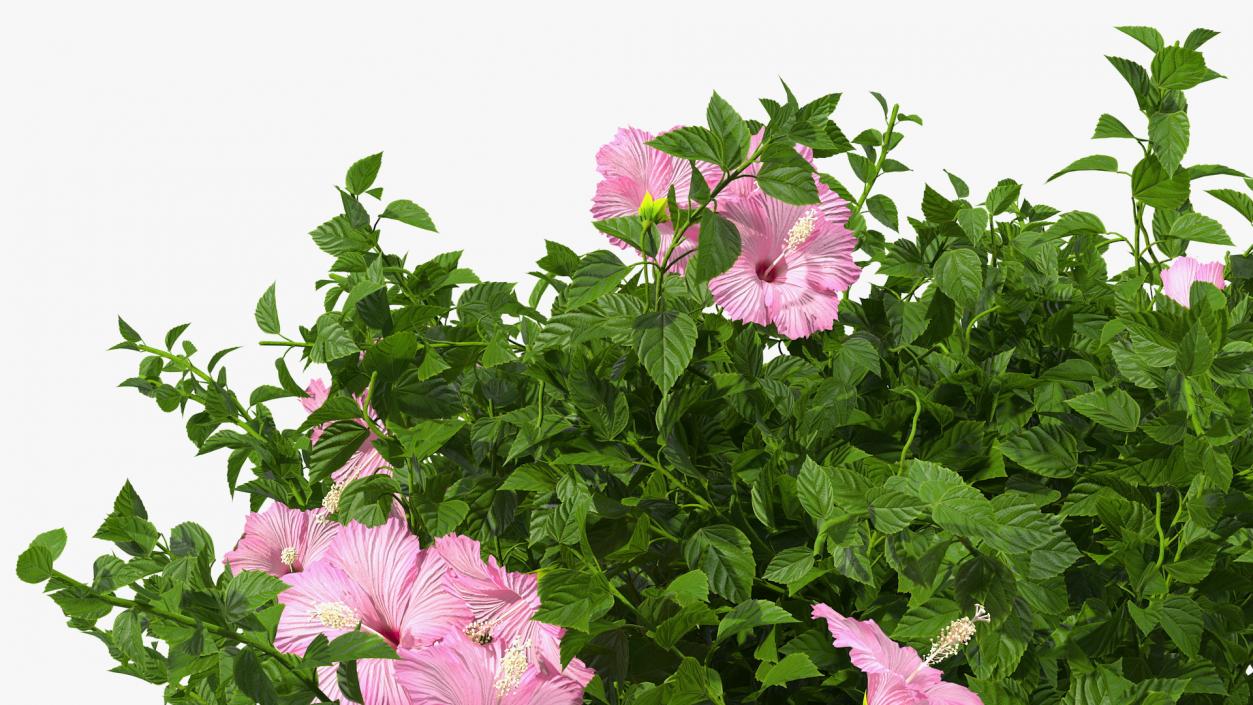 Blooming Hibiscus Bush Pink 3D