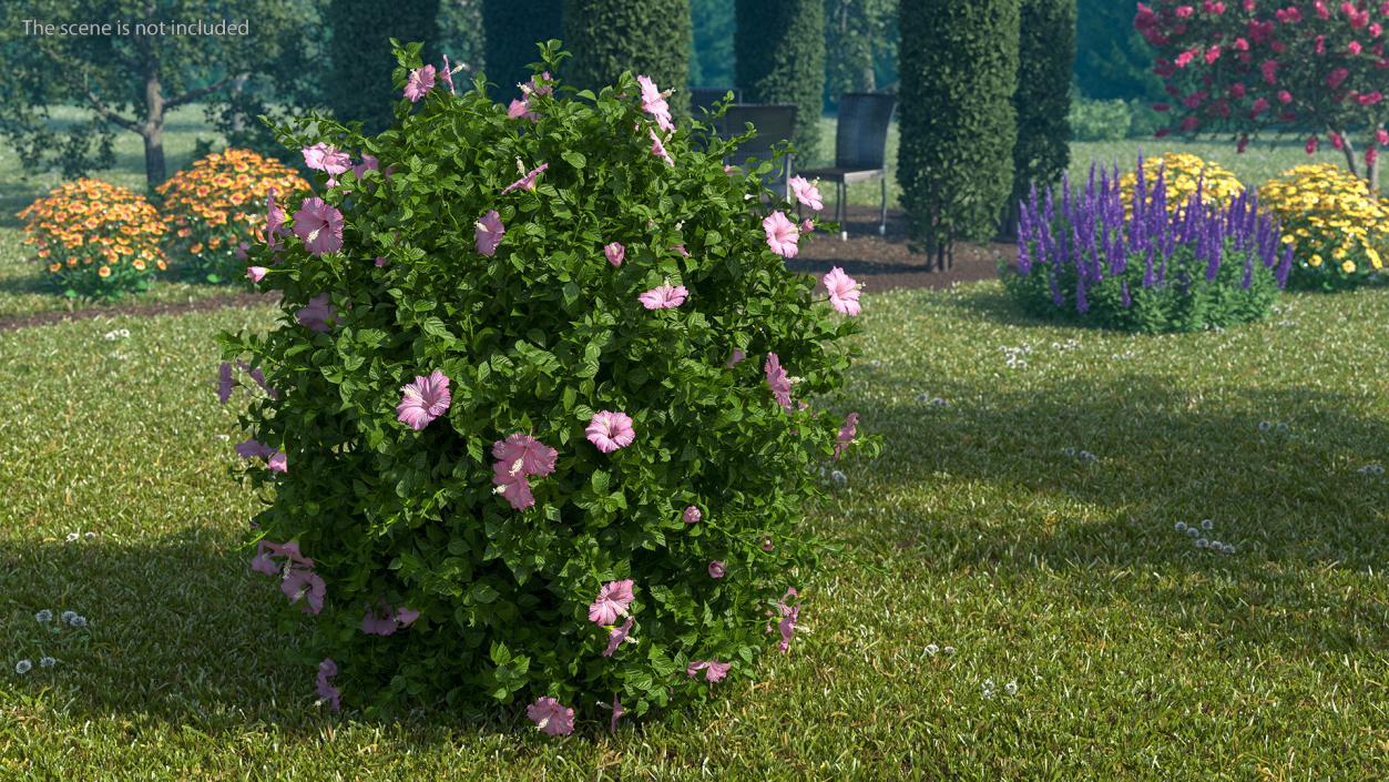 Blooming Hibiscus Bush Pink 3D