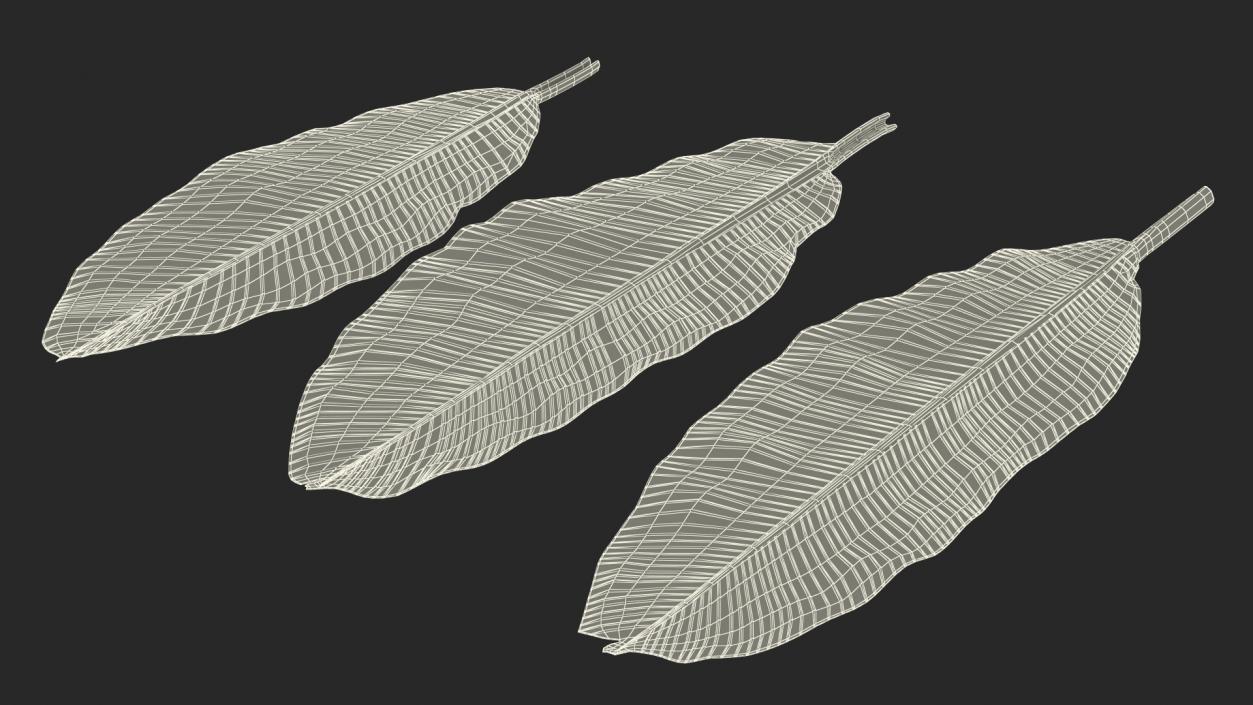 3D model Leaves Collection 11