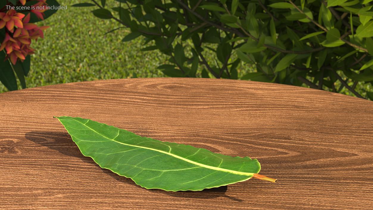 3D model Leaves Collection 11