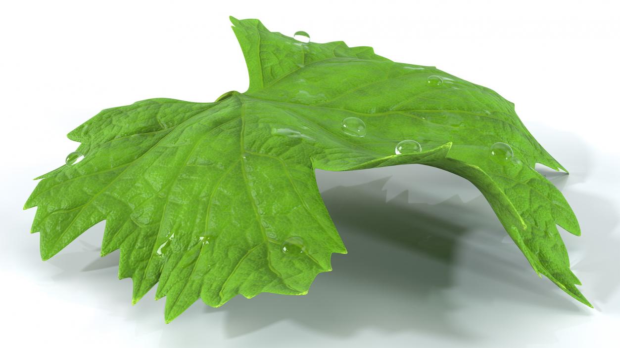 3D model Leaves Collection 11