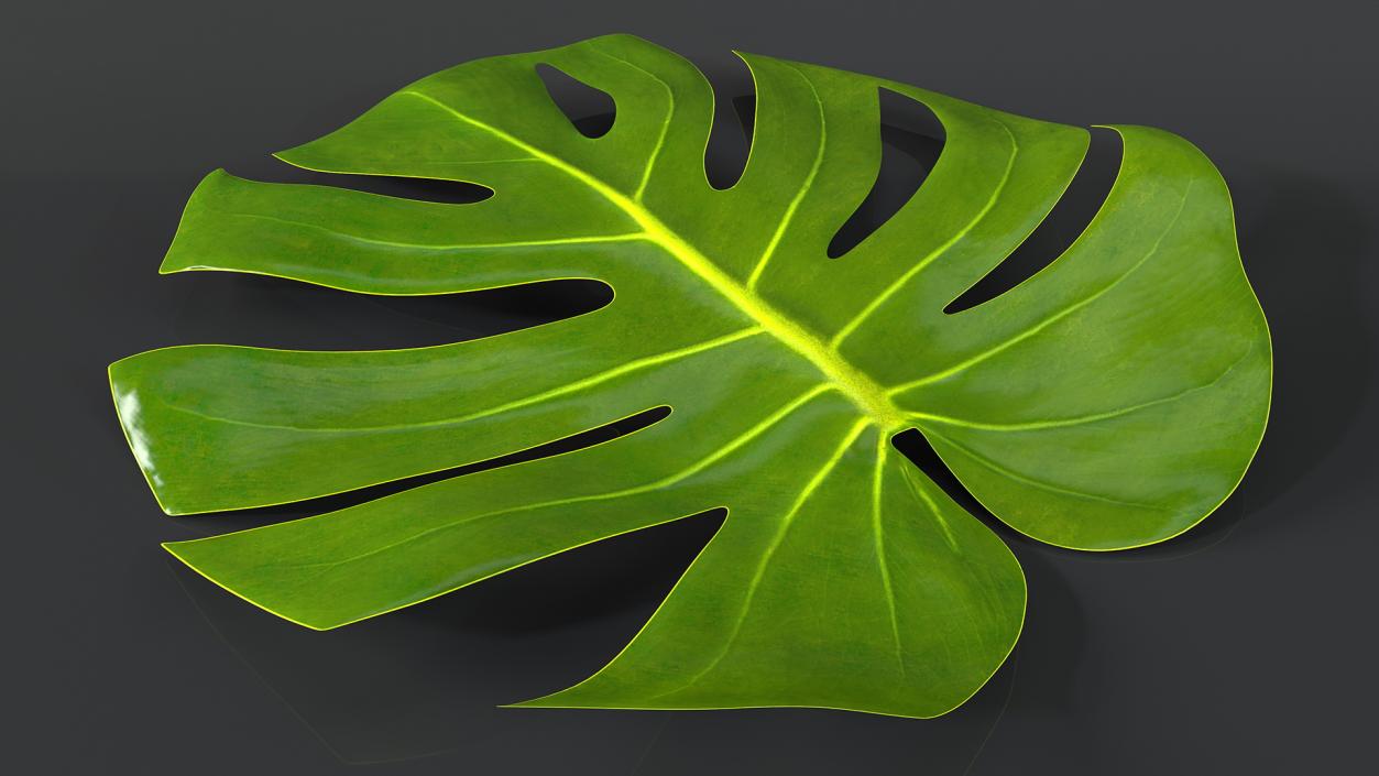 3D model Leaves Collection 11