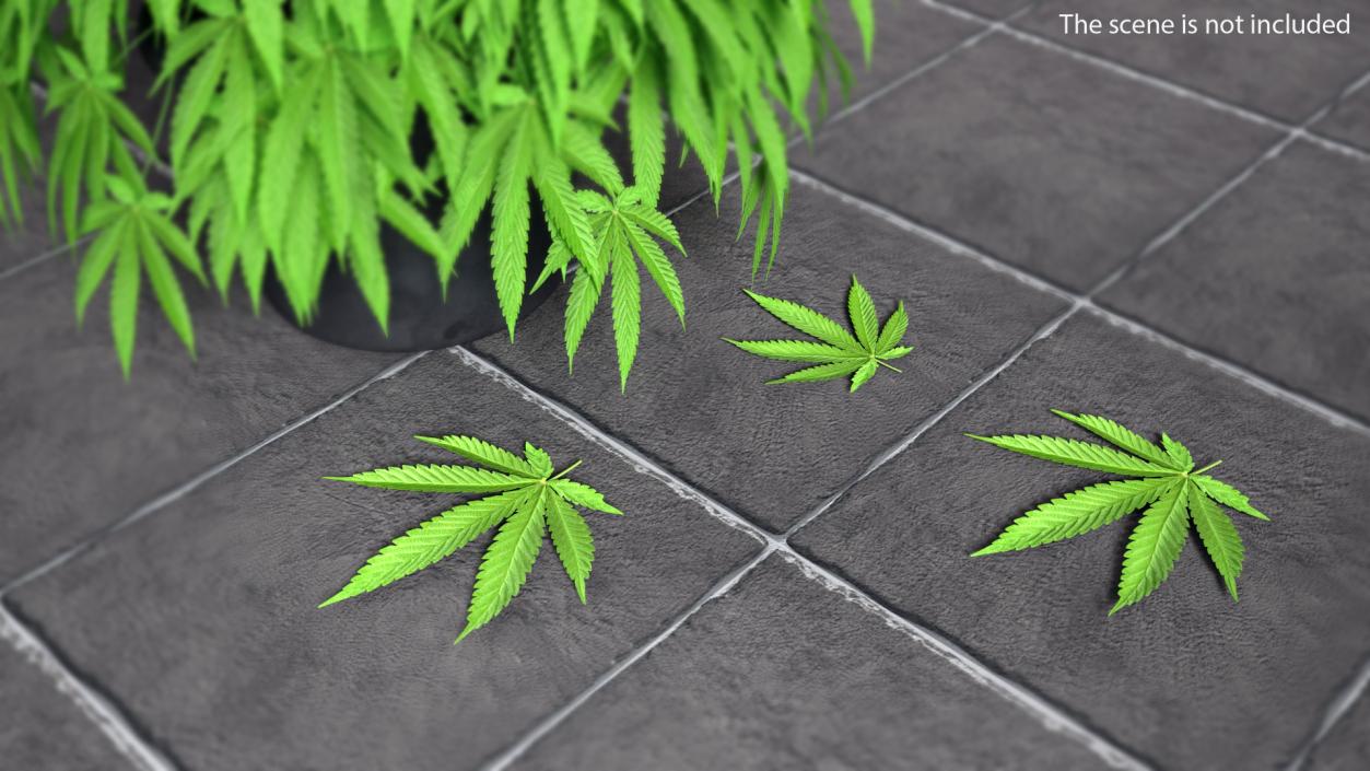 3D model Leaves Collection 11