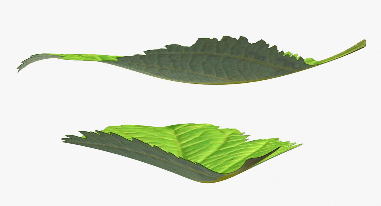 3D model Leaves Collection 11