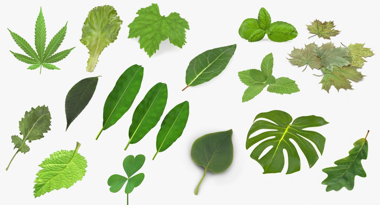 3D model Leaves Collection 11