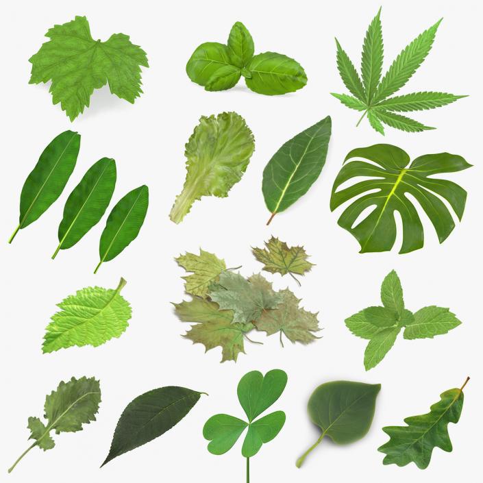 3D model Leaves Collection 11