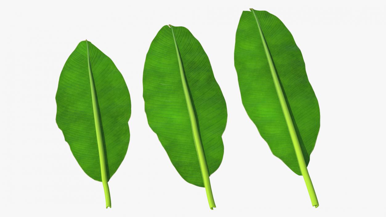 3D model Leaves Collection 11