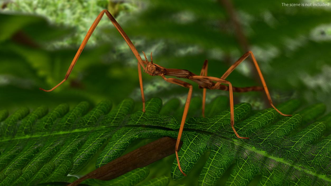 3D model Stick Insect Brown Rigged