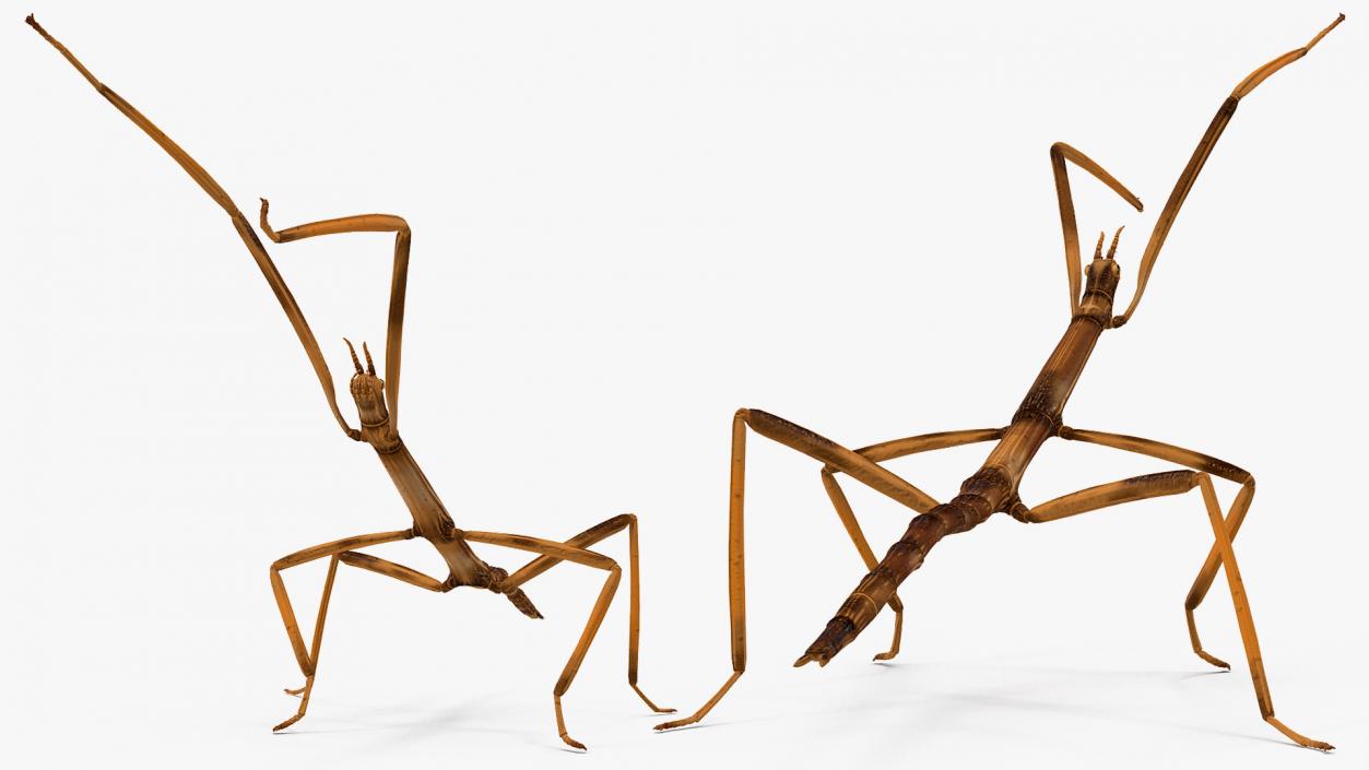 3D model Stick Insect Brown Rigged