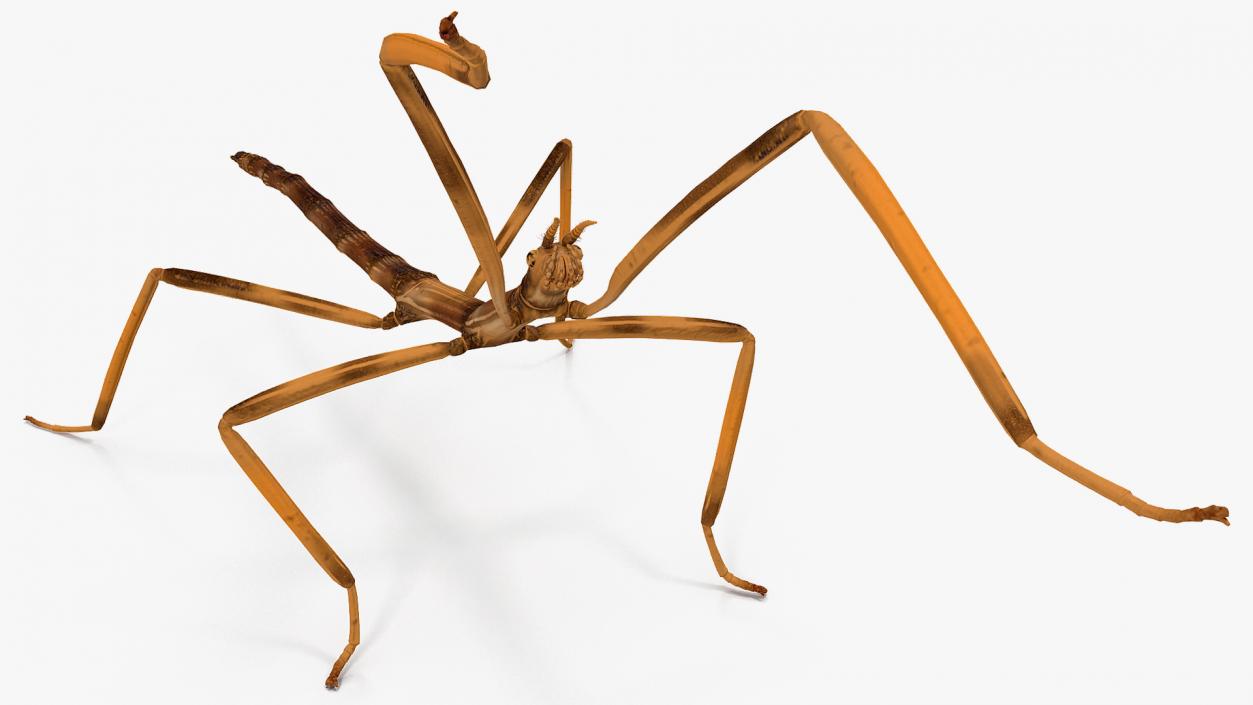 3D model Stick Insect Brown Rigged