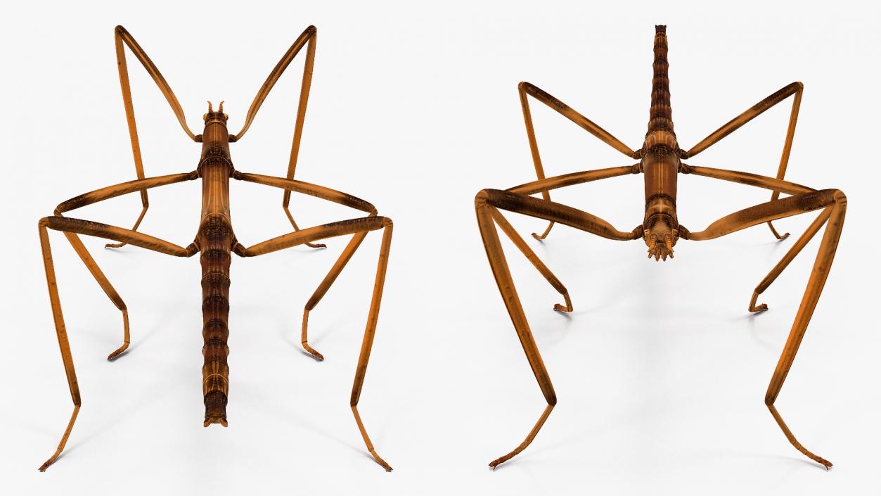 3D model Stick Insect Brown Rigged