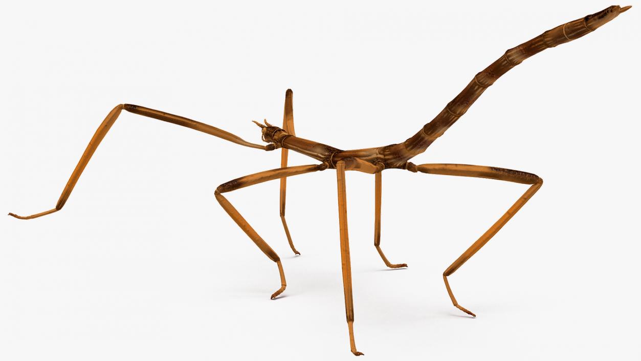 3D model Stick Insect Brown Rigged