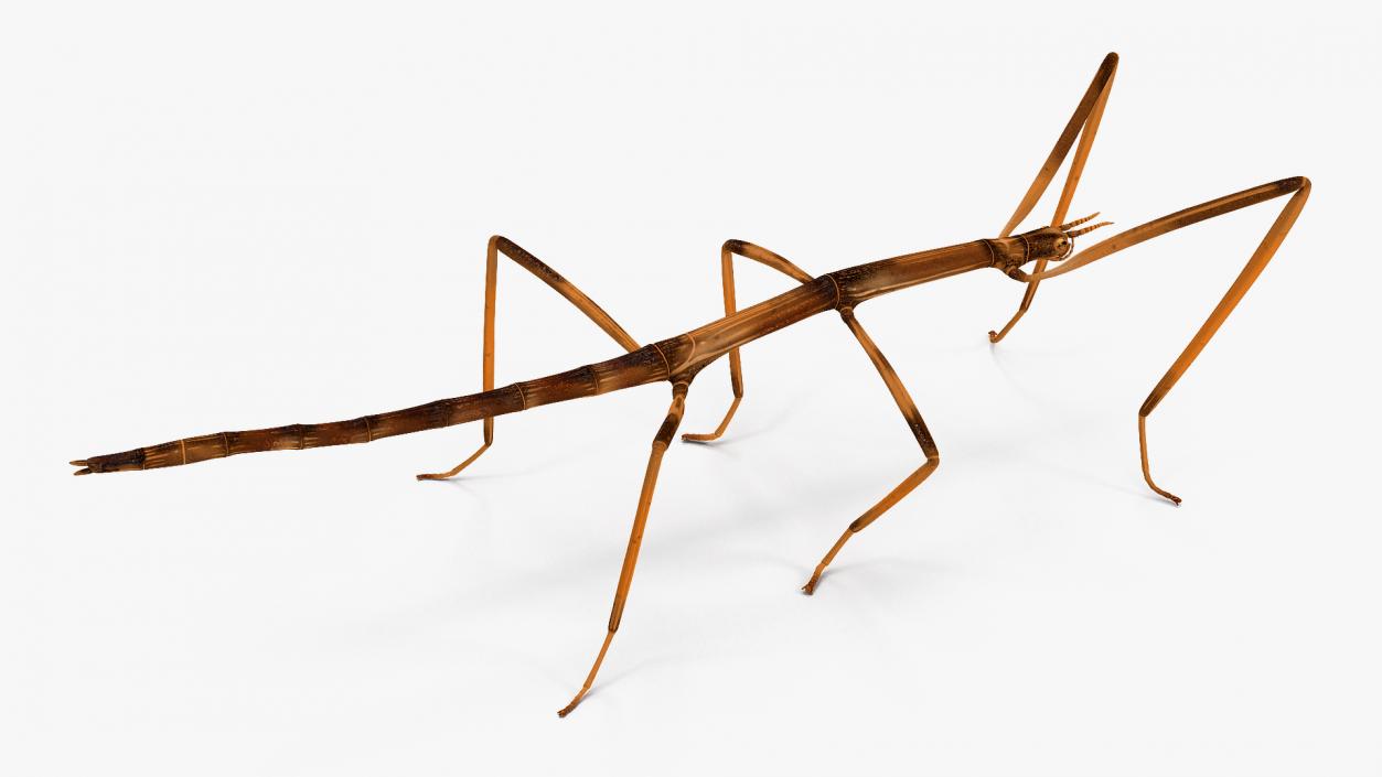 3D model Stick Insect Brown Rigged