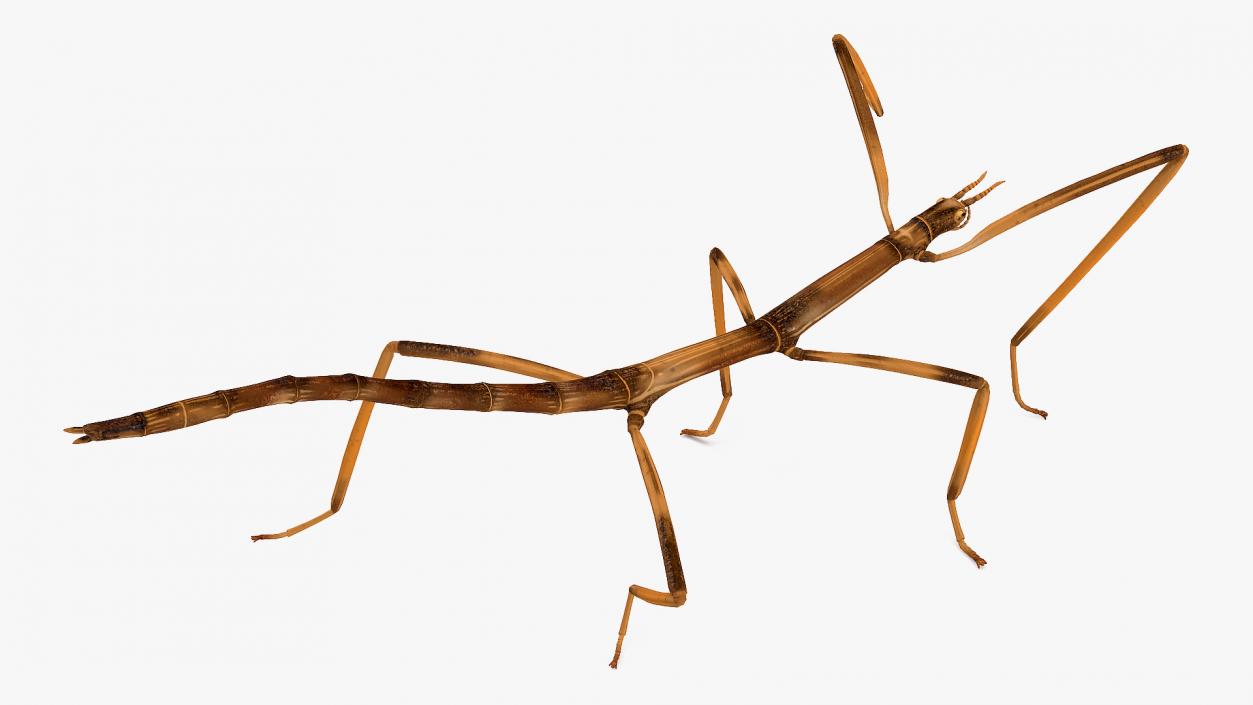 3D model Stick Insect Brown Rigged