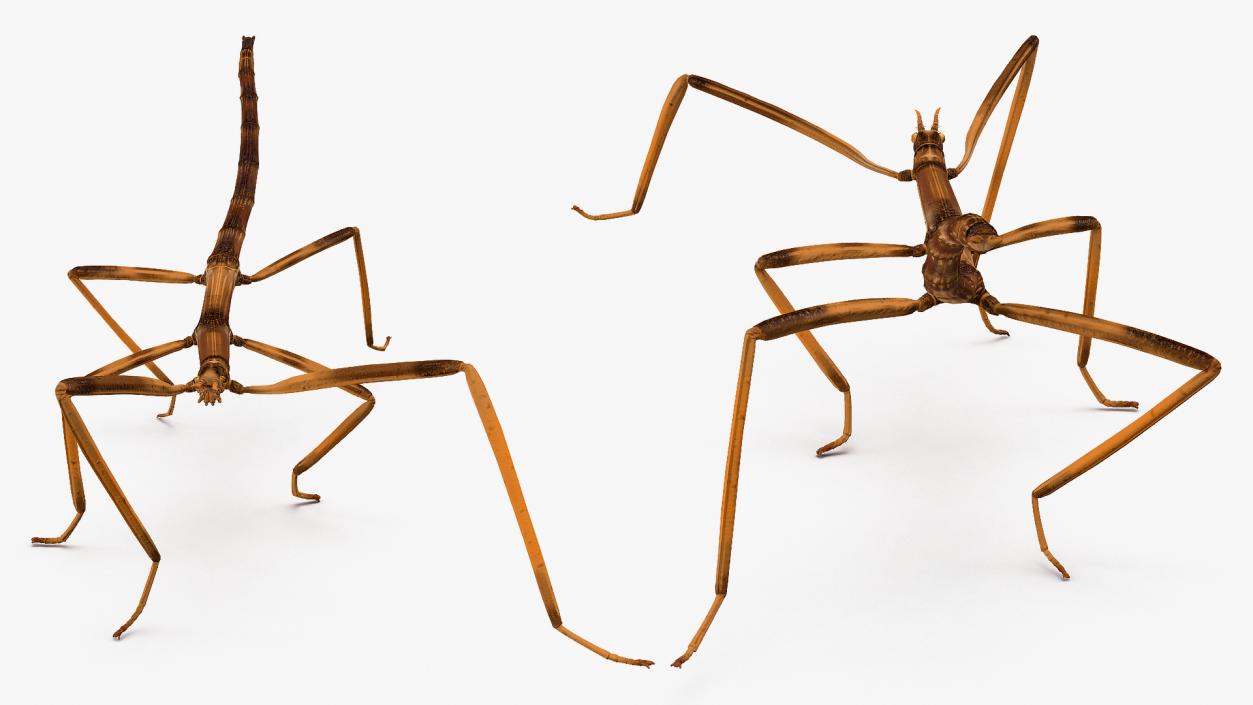 3D model Stick Insect Brown Rigged