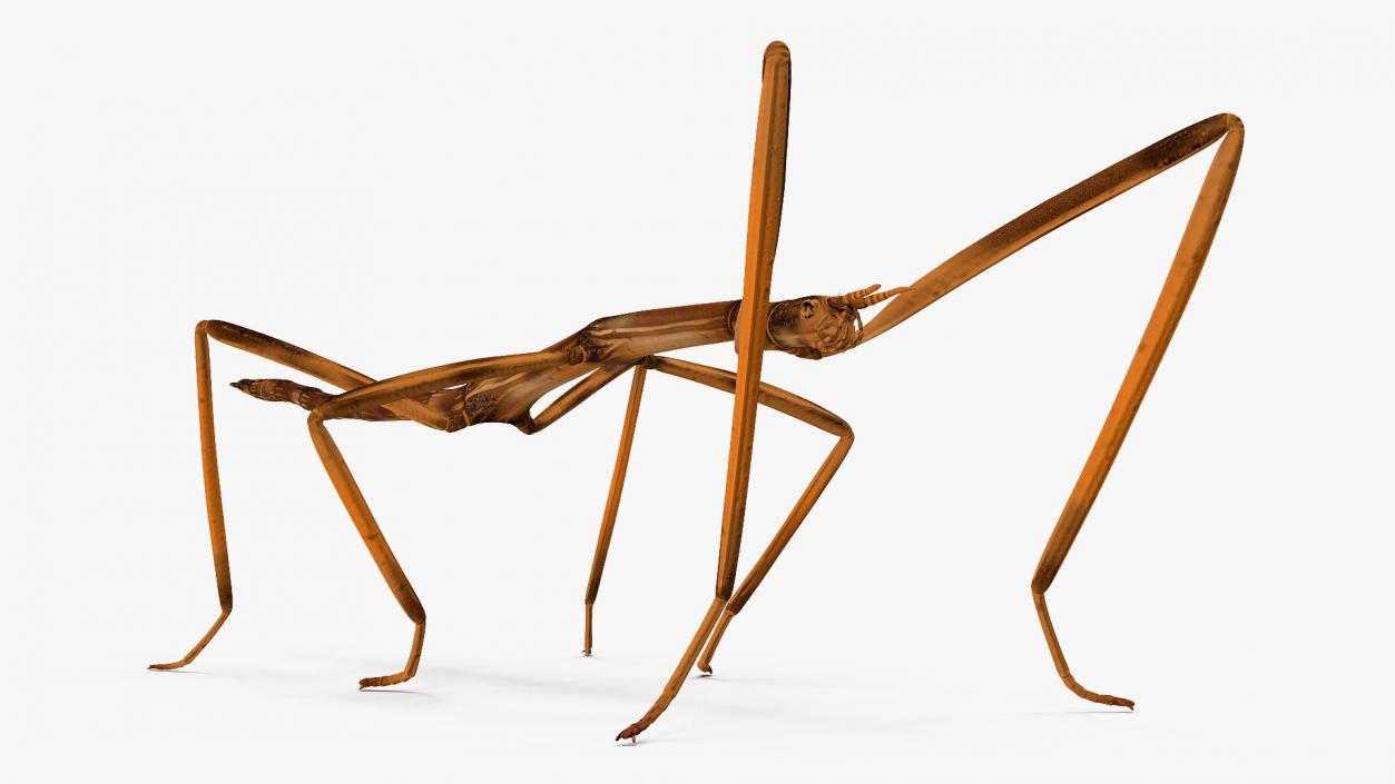 3D model Stick Insect Brown Rigged