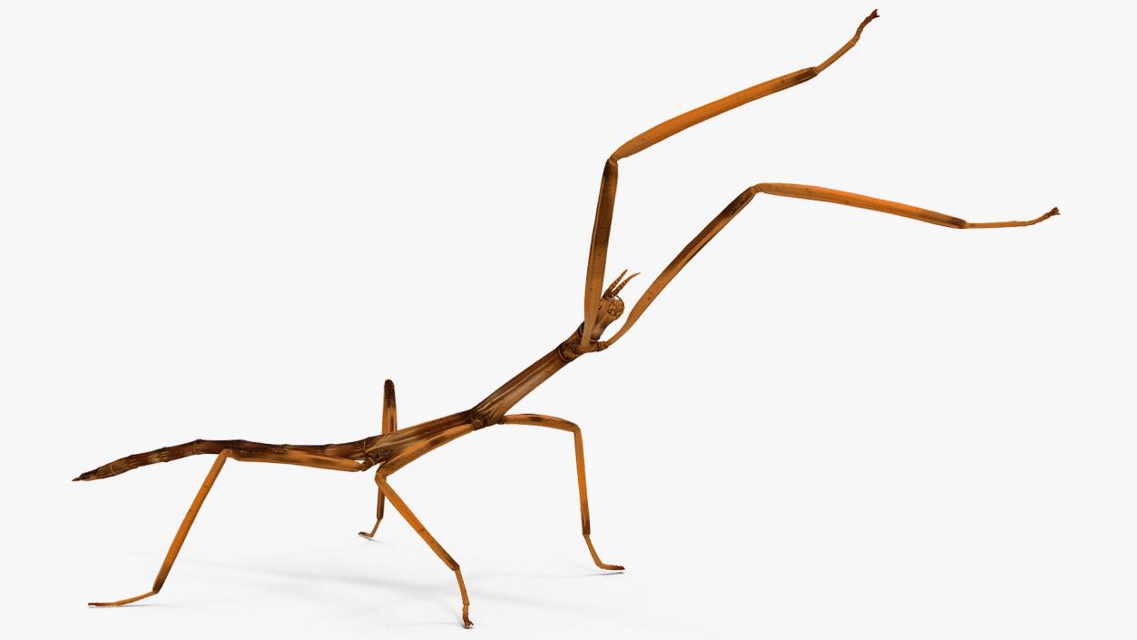 3D model Stick Insect Brown Rigged