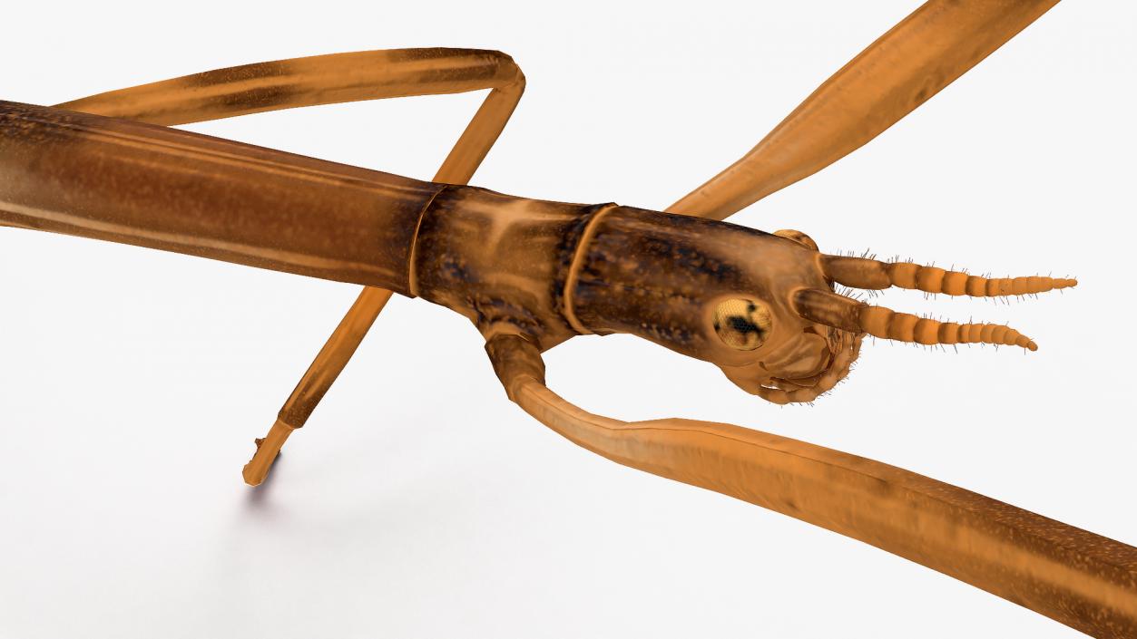 3D model Stick Insect Brown Rigged