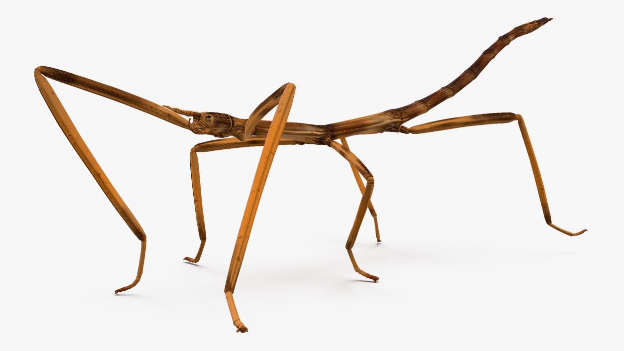 3D model Stick Insect Brown Rigged