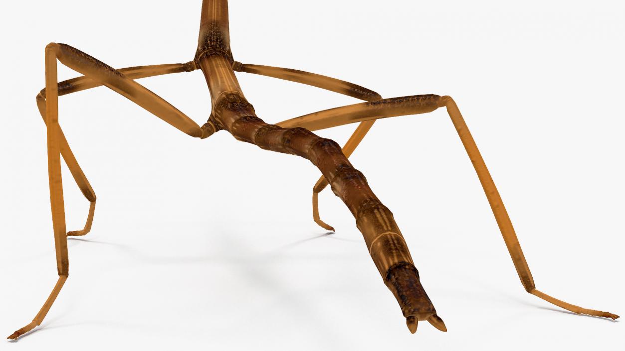 3D model Stick Insect Brown Rigged