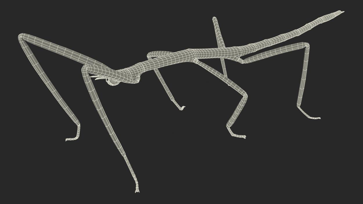 3D model Stick Insect Brown Rigged