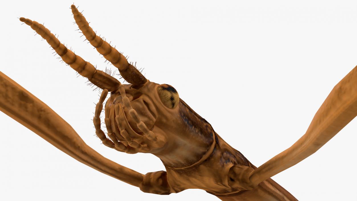 3D model Stick Insect Brown Rigged