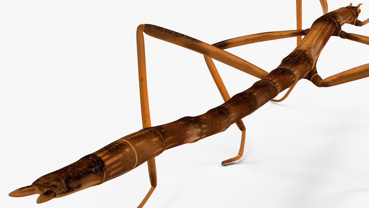 3D model Stick Insect Brown Rigged