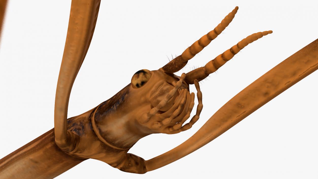 3D model Stick Insect Brown Rigged