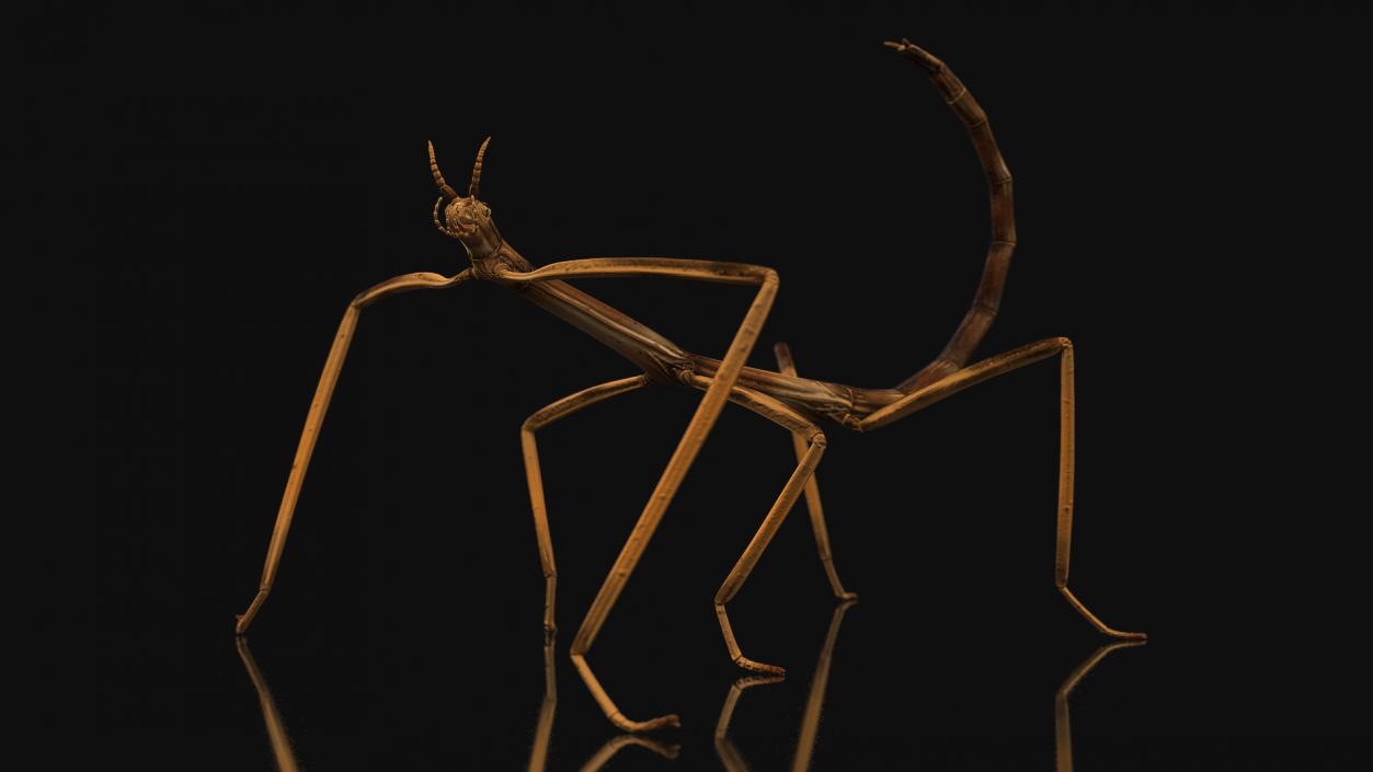 3D model Stick Insect Brown Rigged