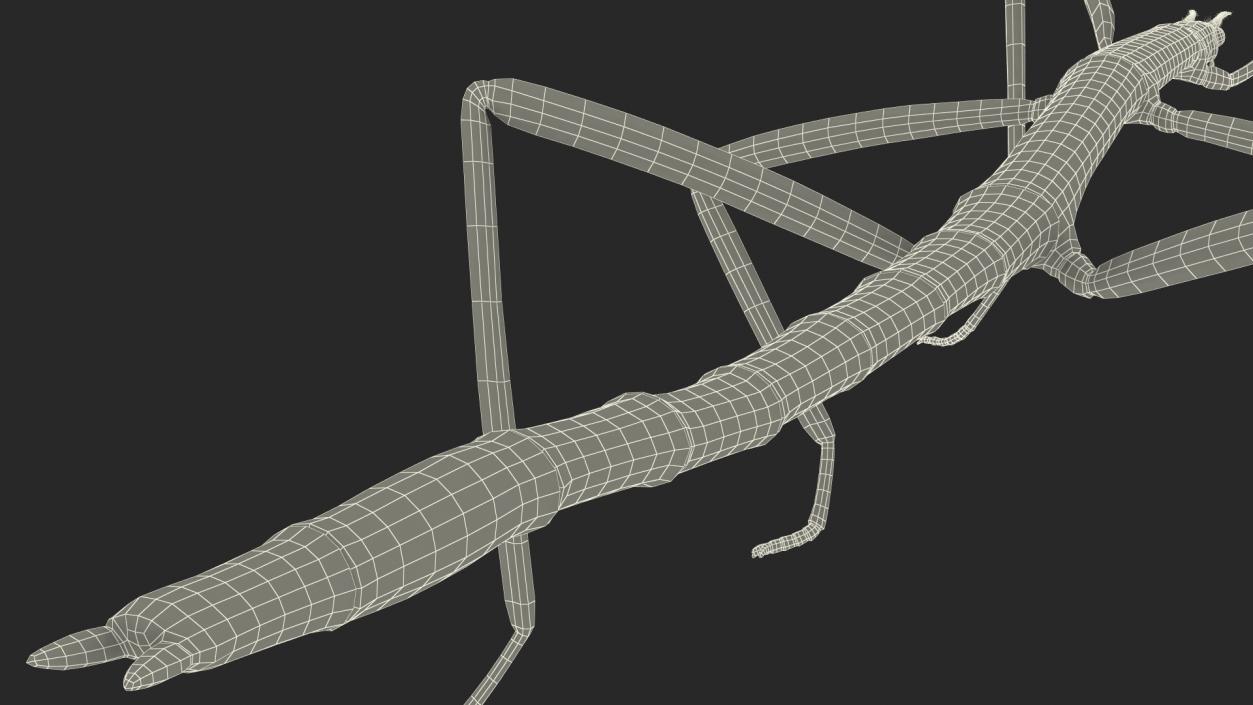 3D model Stick Insect Brown Rigged