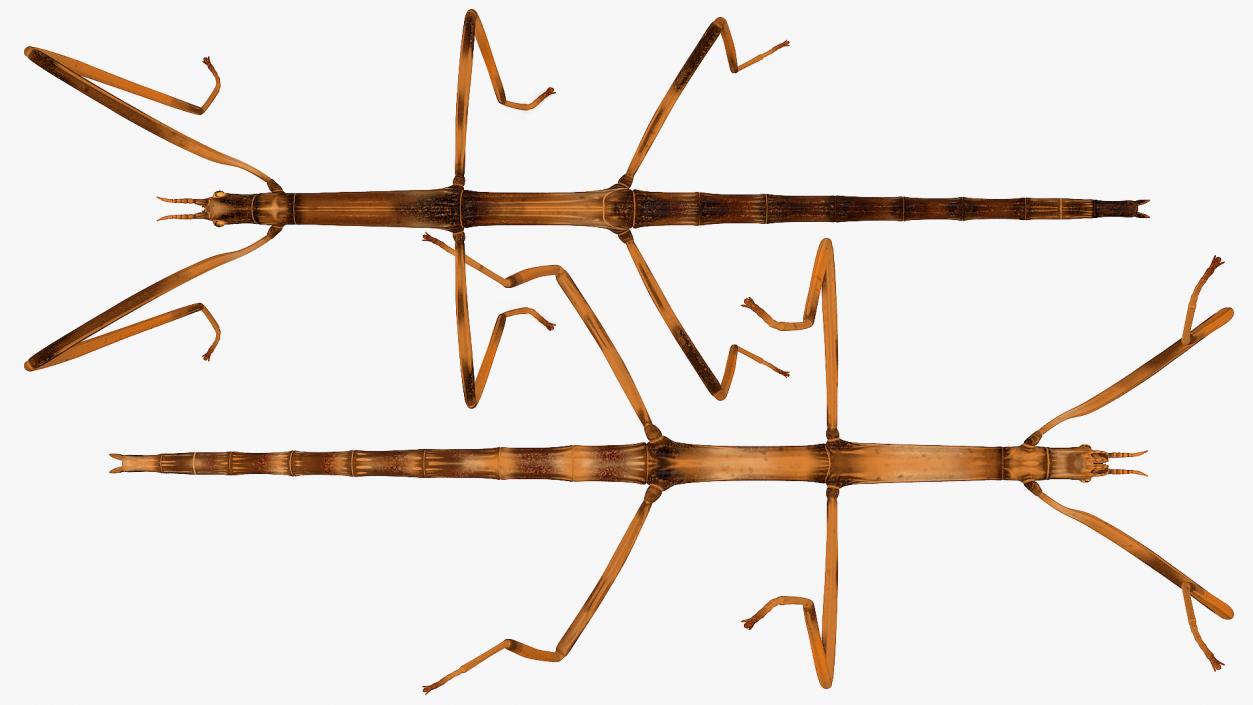 3D model Stick Insect Brown Rigged