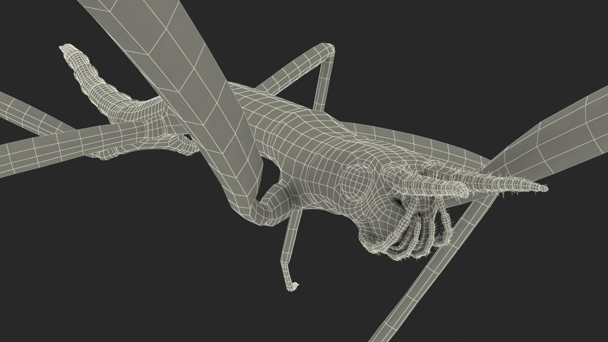 3D model Stick Insect Brown Rigged