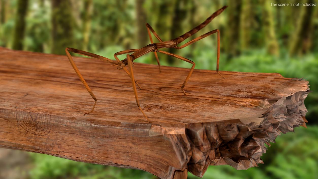 3D model Stick Insect Brown Rigged