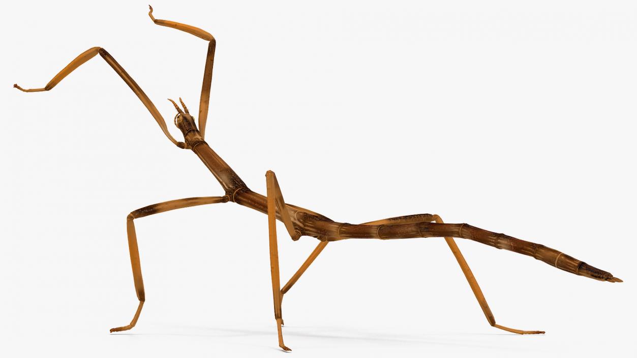 3D model Stick Insect Brown Rigged