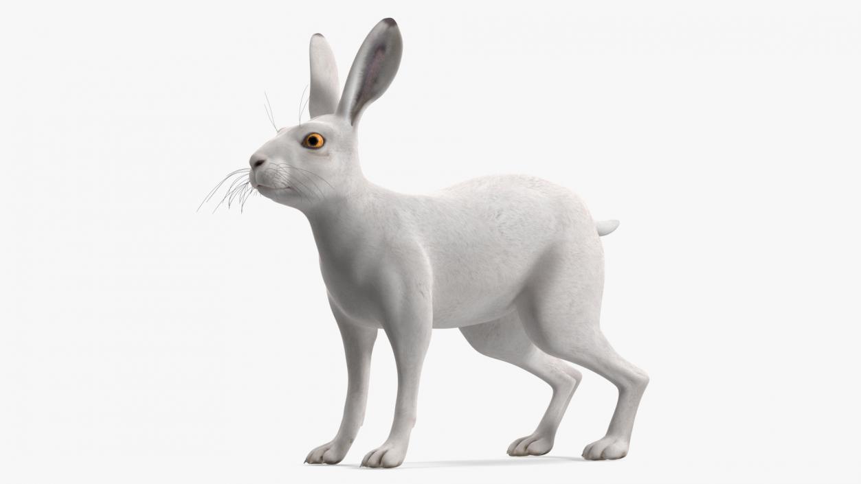 Winter Jackrabbit Rigged 3D model