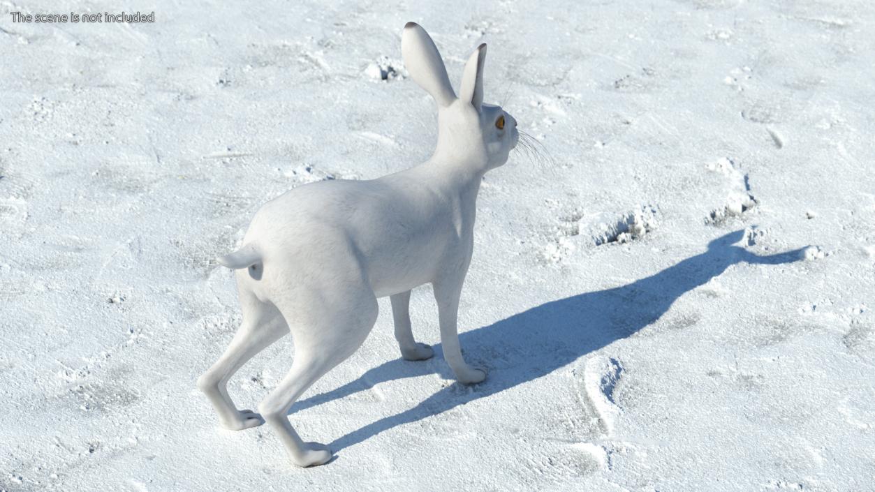 Winter Jackrabbit Rigged 3D model