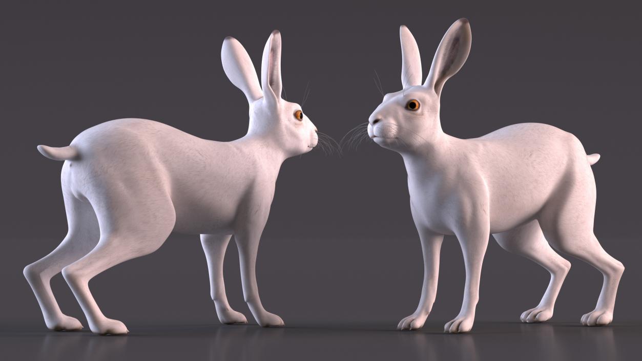 Winter Jackrabbit Rigged 3D model