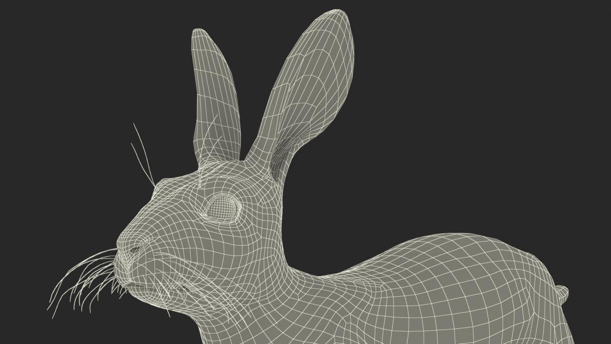 Winter Jackrabbit Rigged 3D model