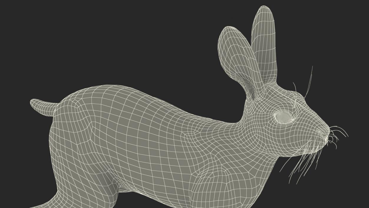 Winter Jackrabbit Rigged 3D model