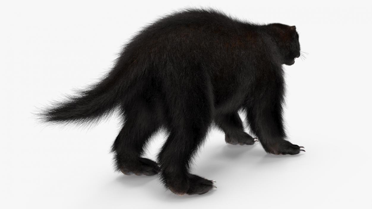 Land Mammals Fur Collection 3D