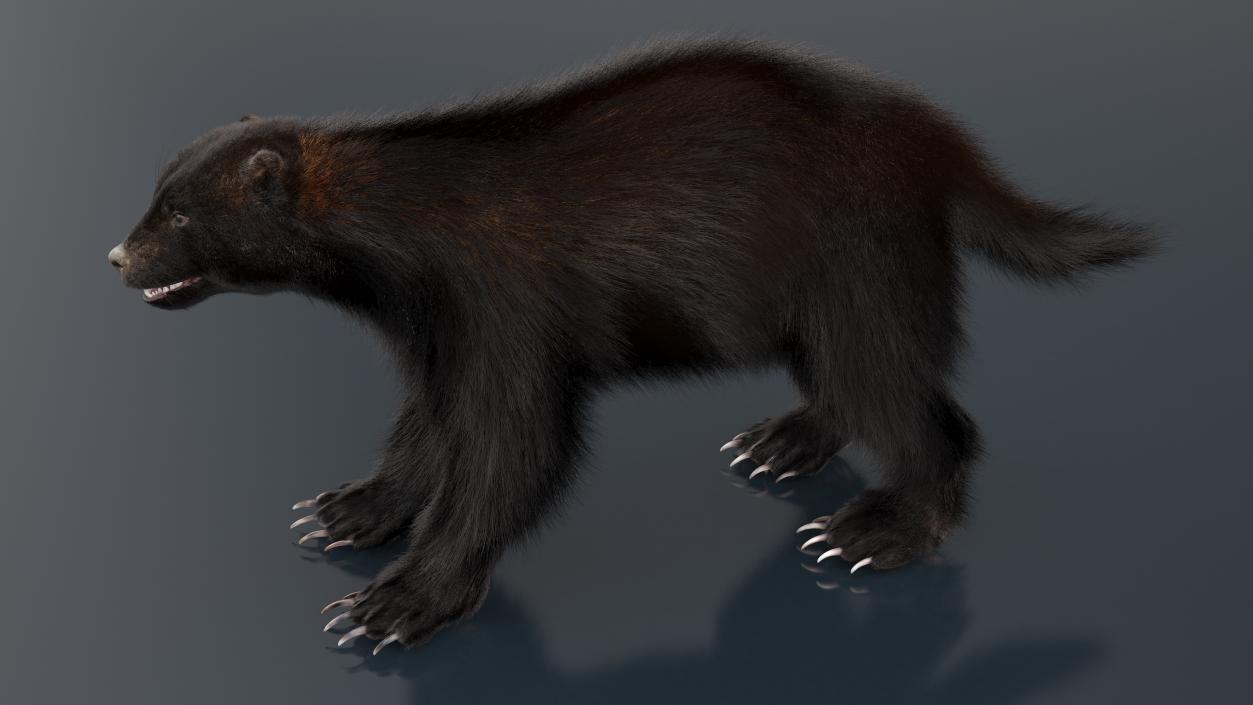 Land Mammals Fur Collection 3D