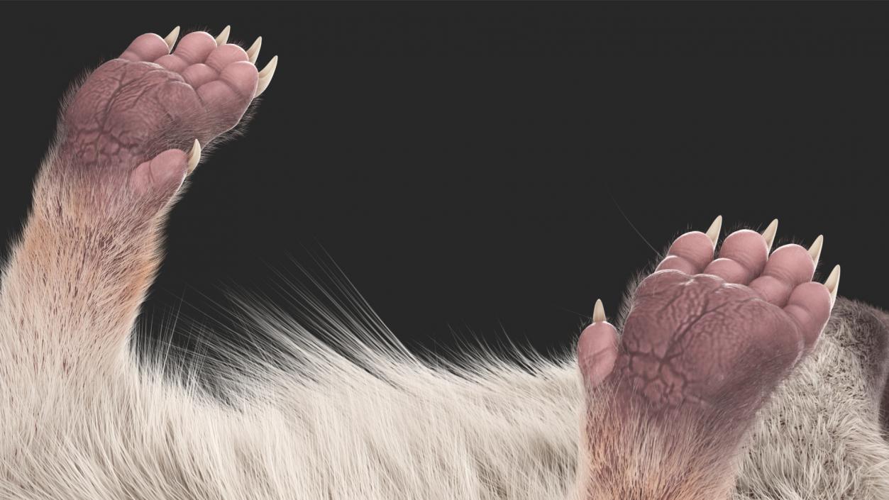 Land Mammals Fur Collection 3D