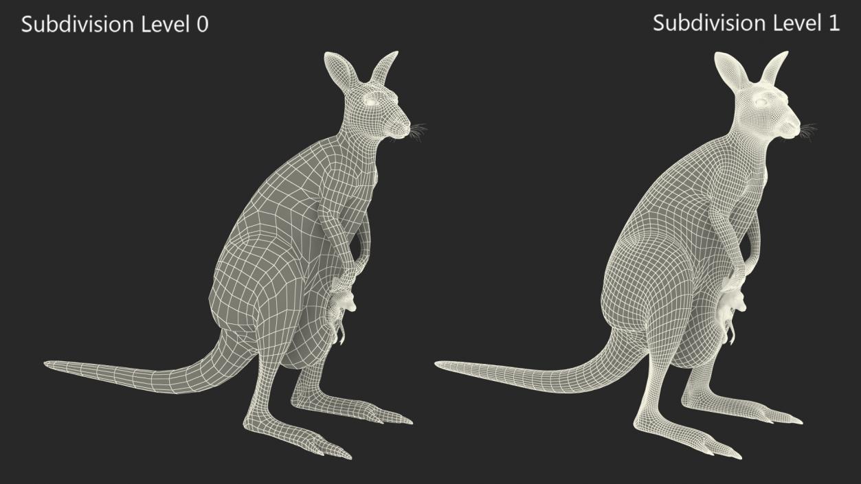 3D Mother Kangaroo with Baby Standing 2