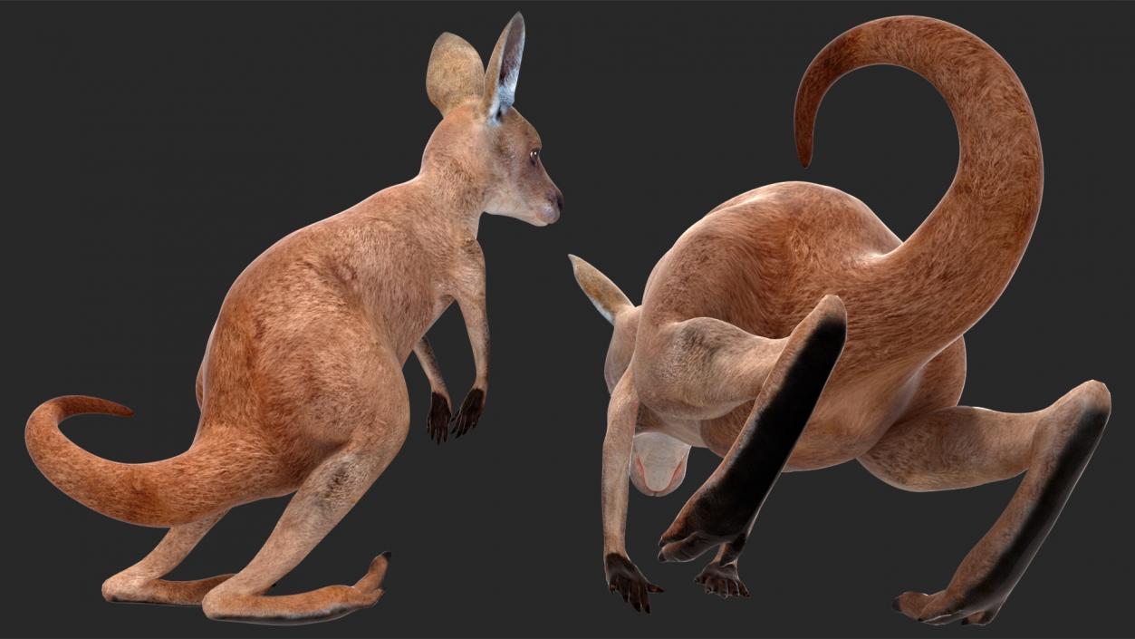 3D Mother Kangaroo with Baby Standing 2