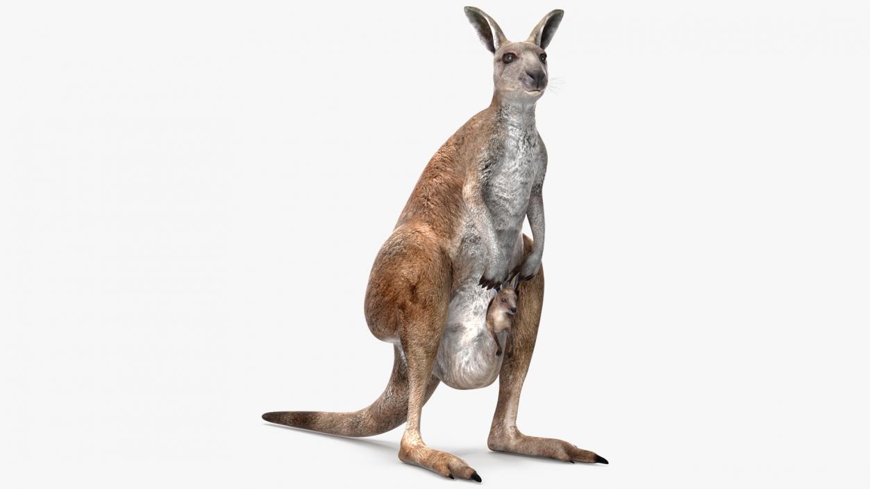 3D Mother Kangaroo with Baby Standing 2