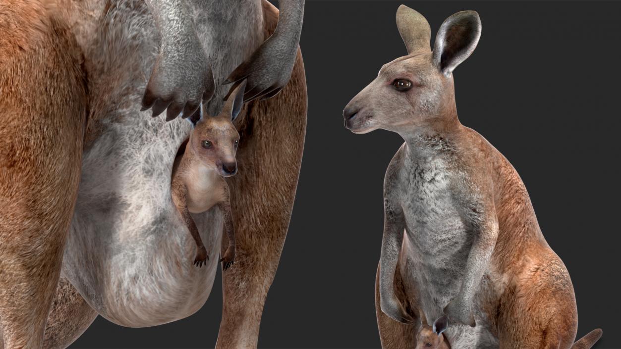 3D Mother Kangaroo with Baby Standing 2