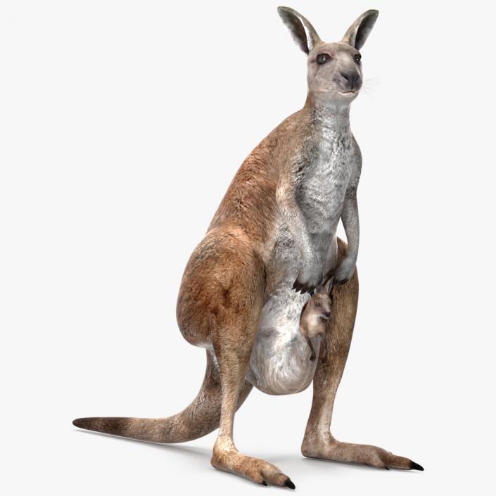 3D Mother Kangaroo with Baby Standing 2