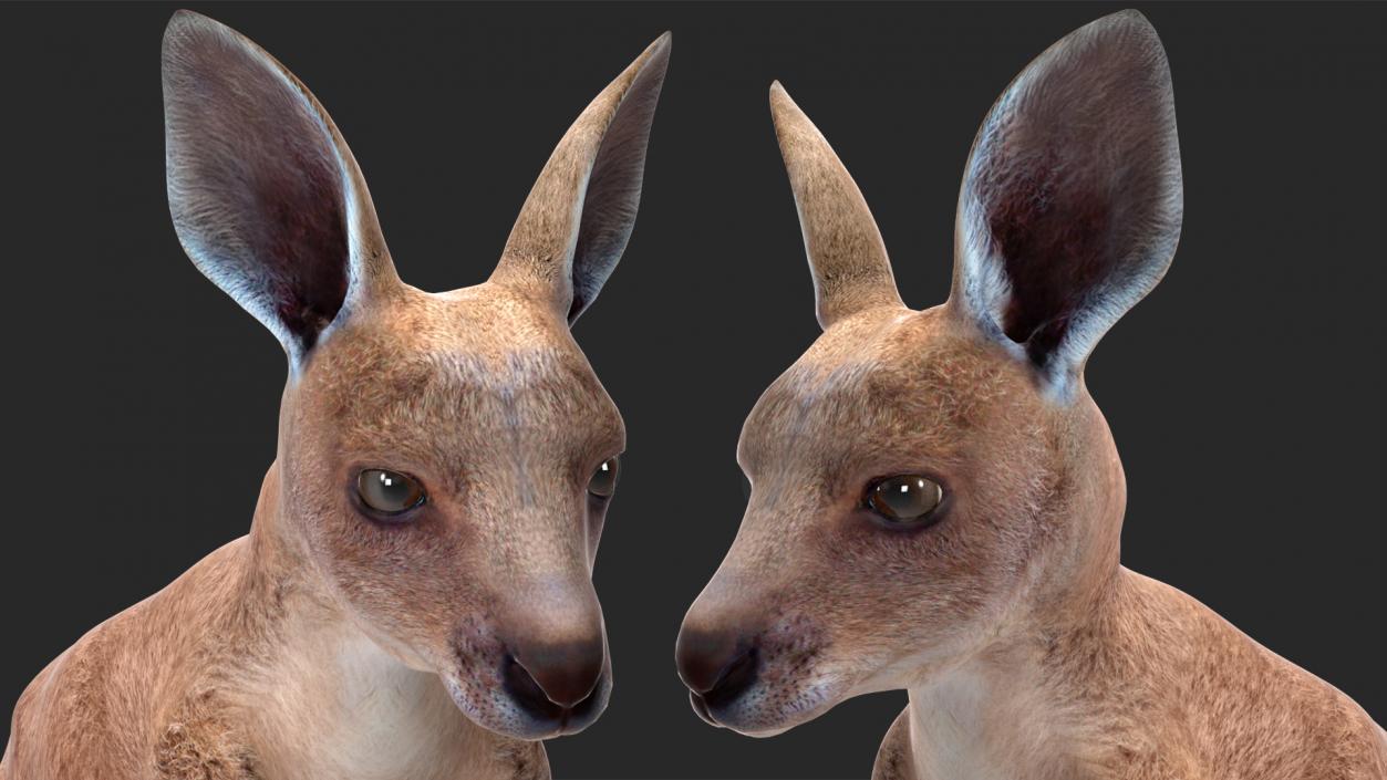 3D Mother Kangaroo with Baby Standing 2